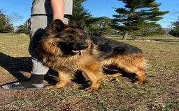 German Shepherd dogs for sale: Purple - Image 7