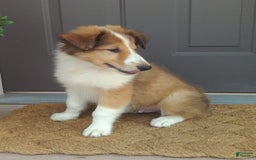 Collie dogs for sale: Danny - Image 2