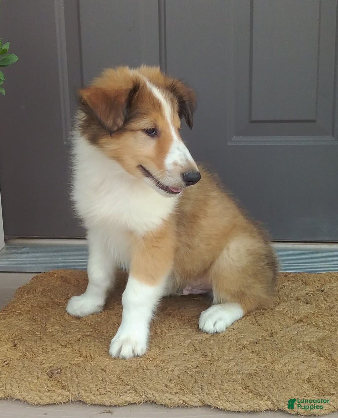 Collie dogs for sale: Danny - Image 2