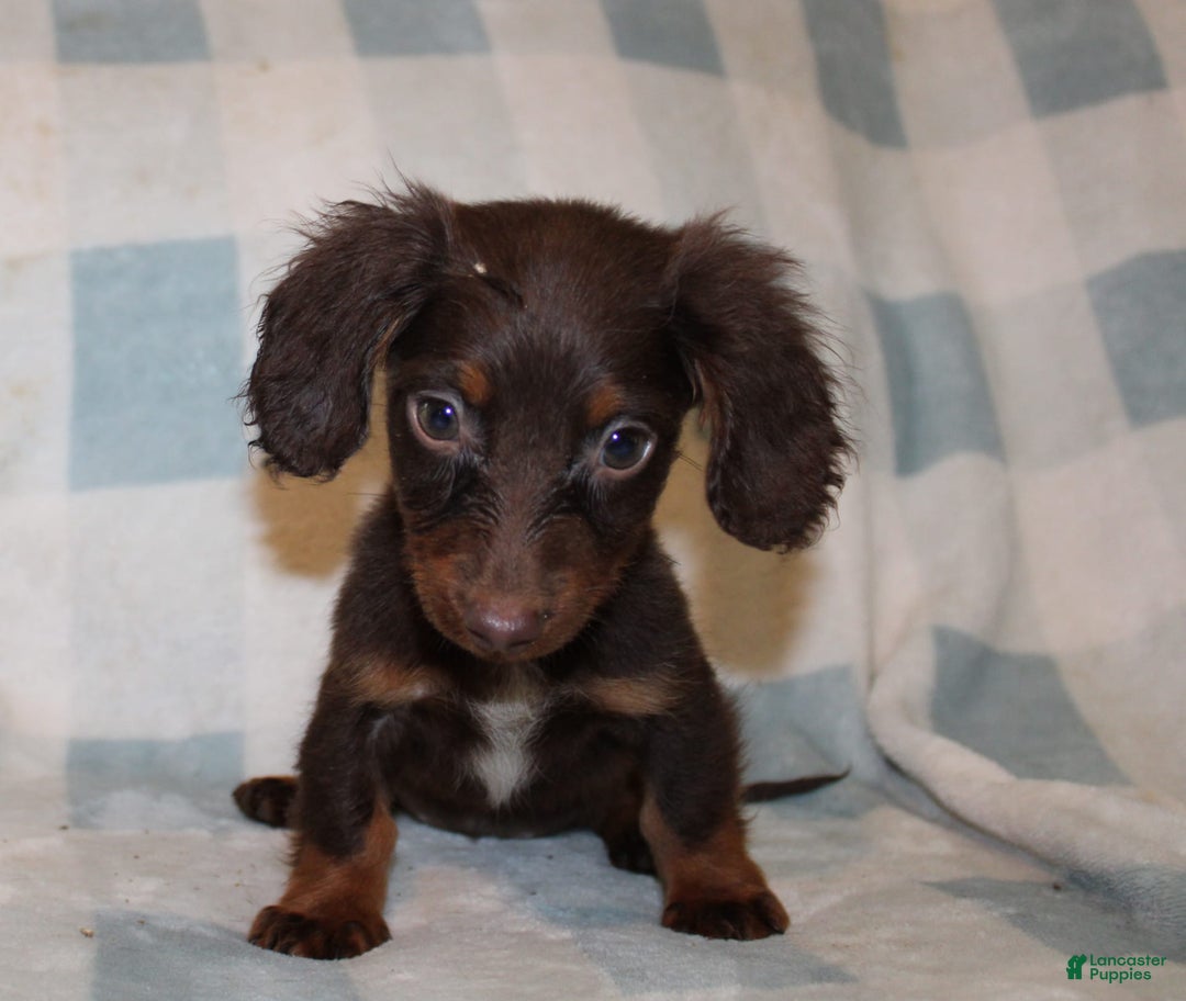 Dachshund dogs for sale: Austin Mini - Image 23