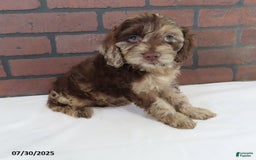 Cockapoo dogs for sale: Teddy Bear - Image 2