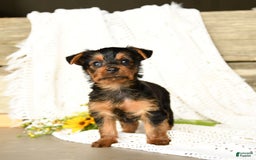 Yorkshire Terrier dogs for sale: Lucas - Image 9