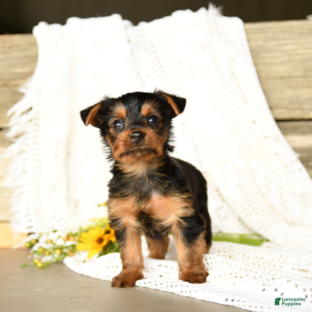 Yorkshire Terrier dogs for sale: Lucas - Image 9