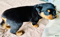 Rottweiler dogs for sale: Red Collar - Image 8
