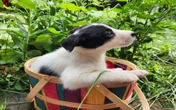 Border Collie dogs for sale: Snowflake - Image 7
