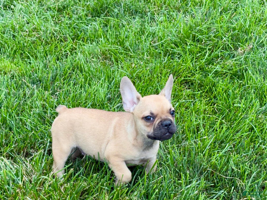 French Bulldog dogs for sale: Harris - Image 2