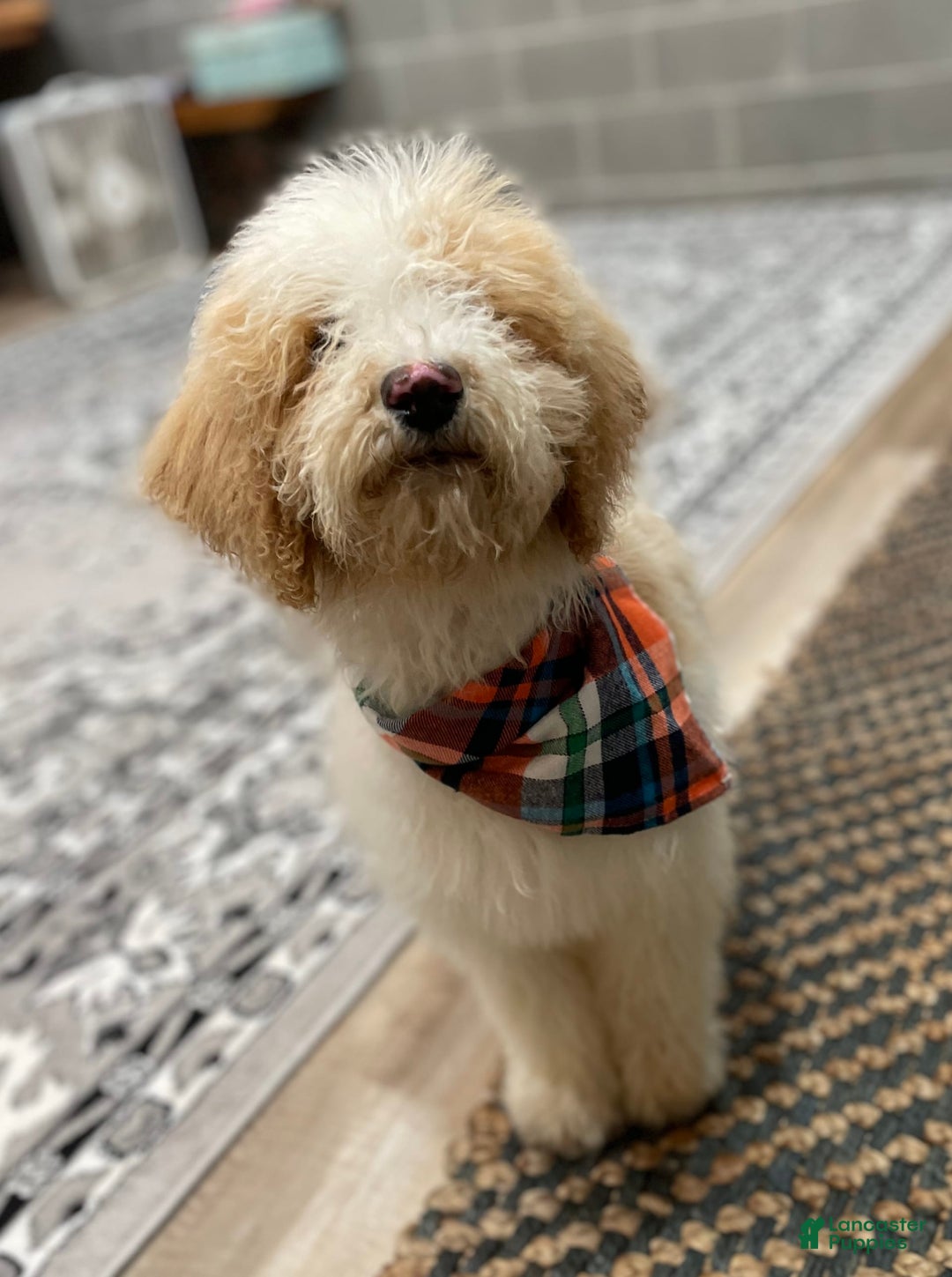 Standard Poodle dogs for sale: Gus - Image 5