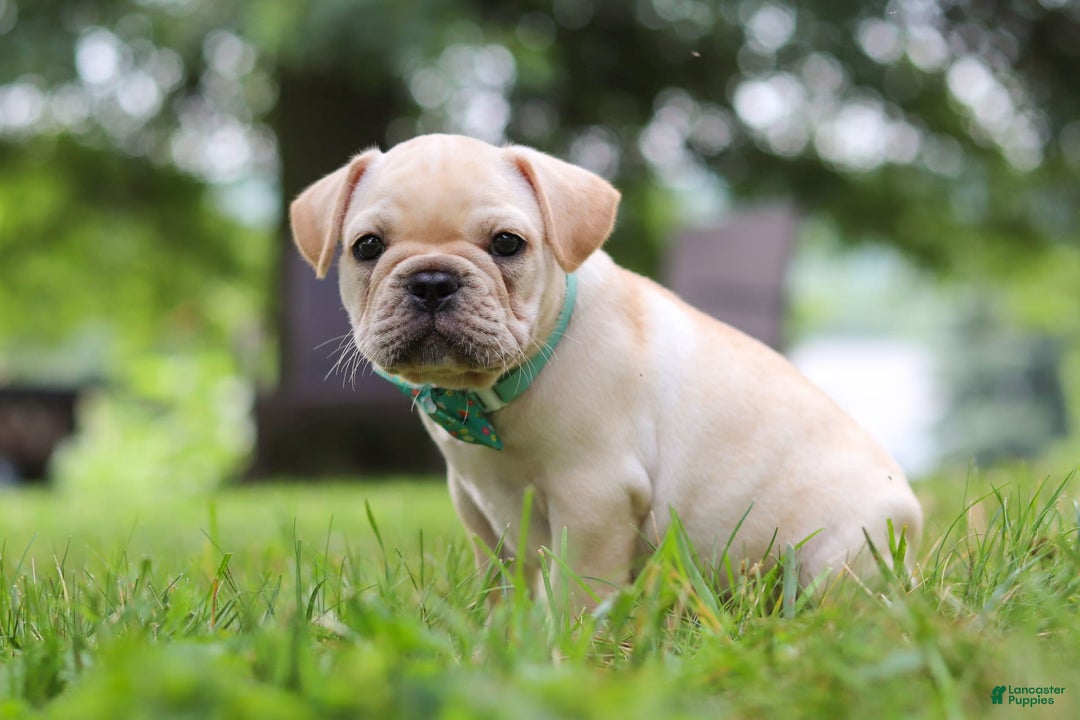 French Bulldog dogs for sale: French Bulldog 5 puppies - Image 25