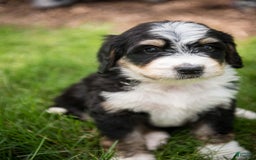 Bernedoodle dogs for sale: Rebel - Image 17