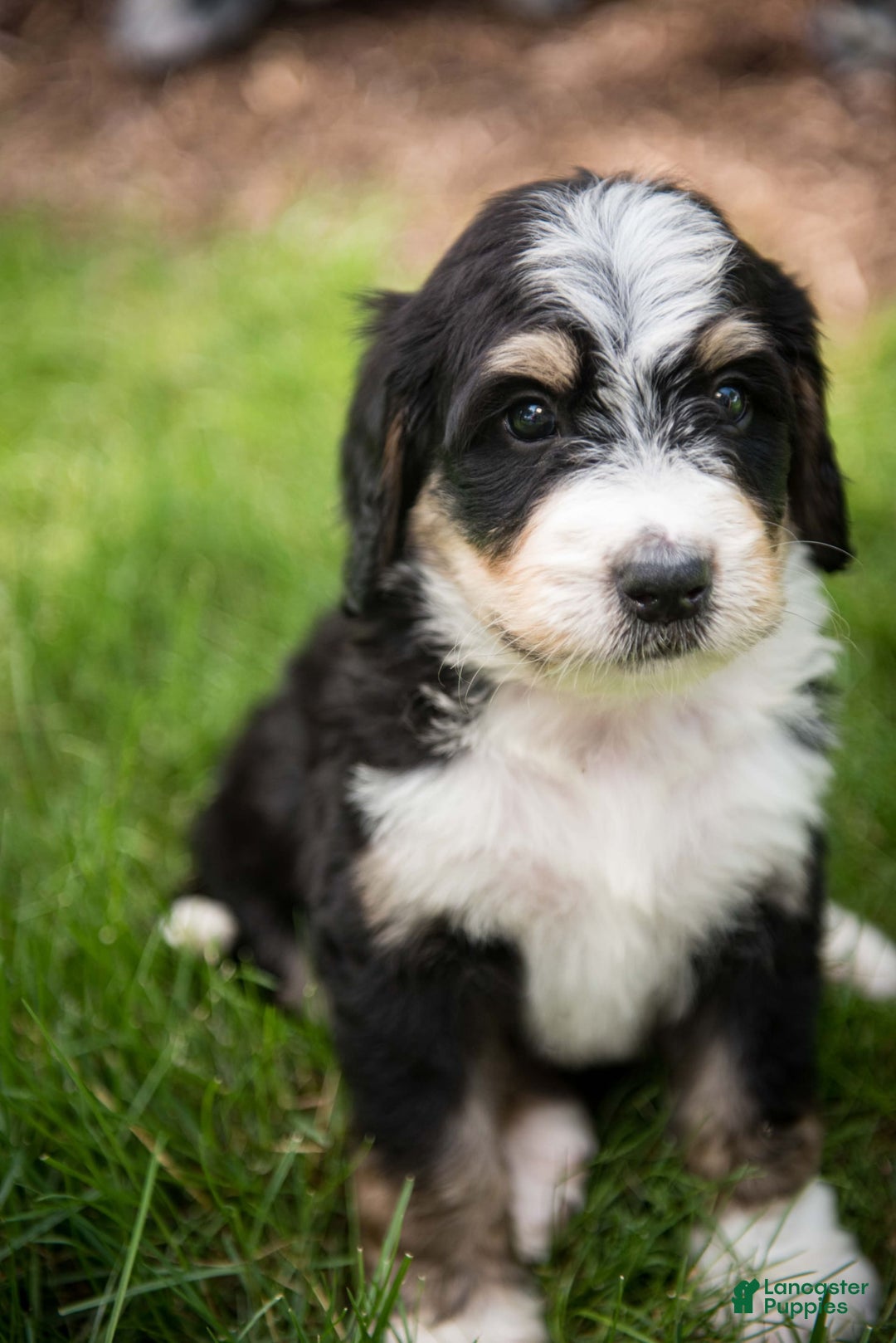 Bernedoodle dogs for sale: Rebel - Image 17