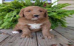 Goldendoodle dogs for sale: Ben - Image 6