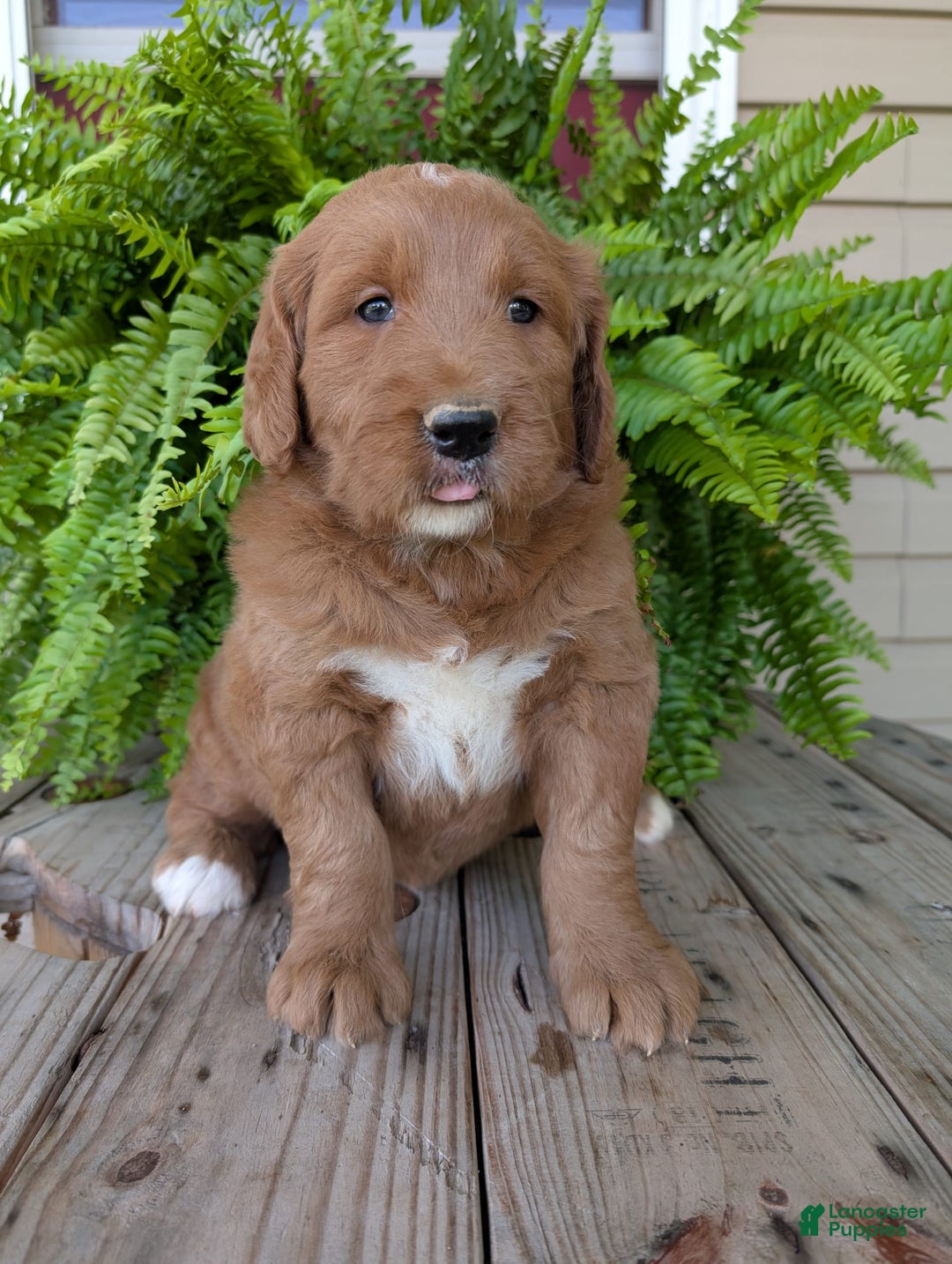 Goldendoodle dogs for sale: Ben - Image 6
