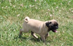 Pug dogs for sale: Pug 3 puppies - Image 12