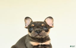 French Bulldog dogs for sale: Happy - Image 5