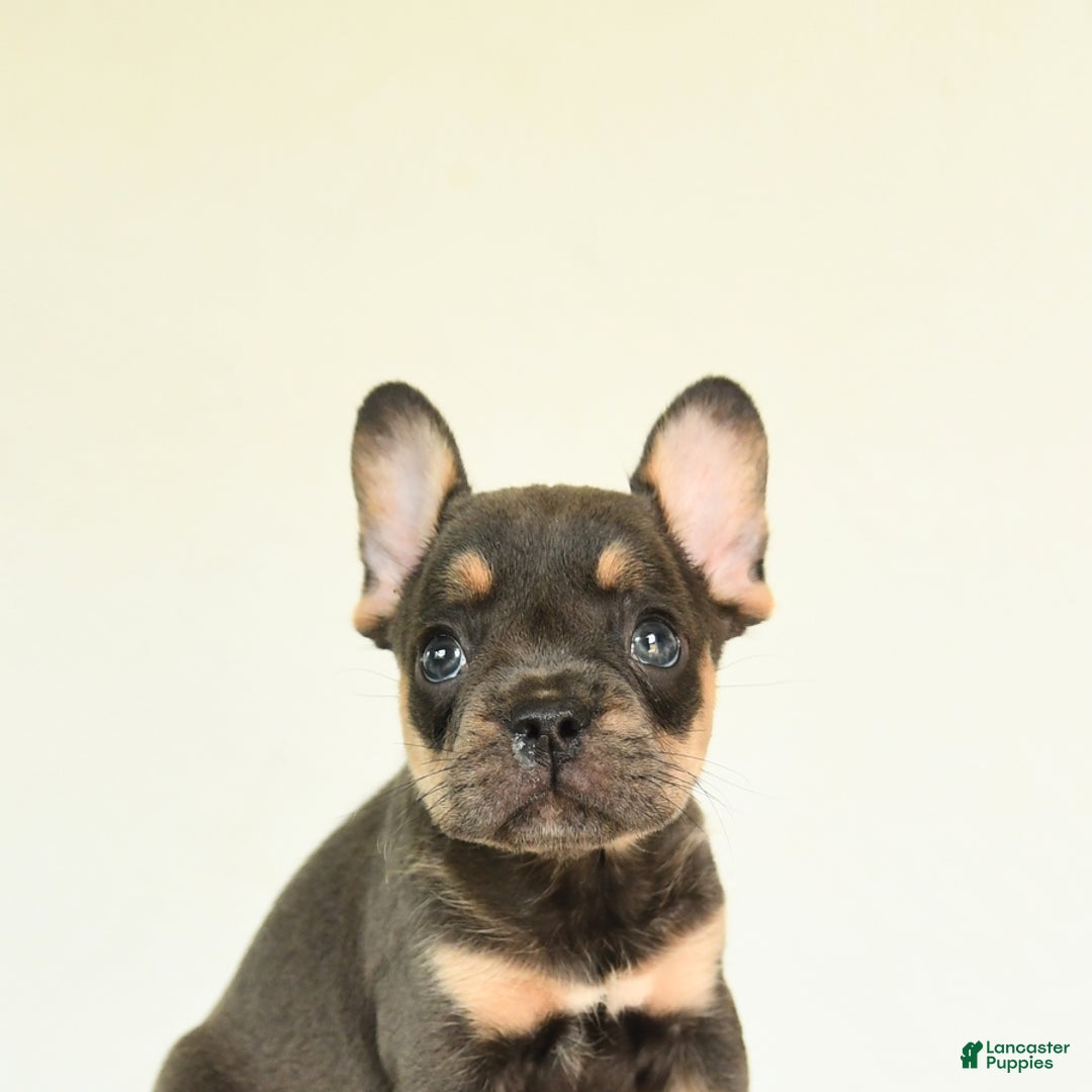French Bulldog dogs for sale: Happy - Image 5