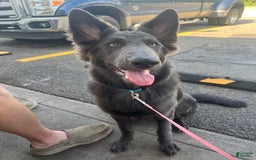 German Shepherd dogs for sale: Pink - Image 5