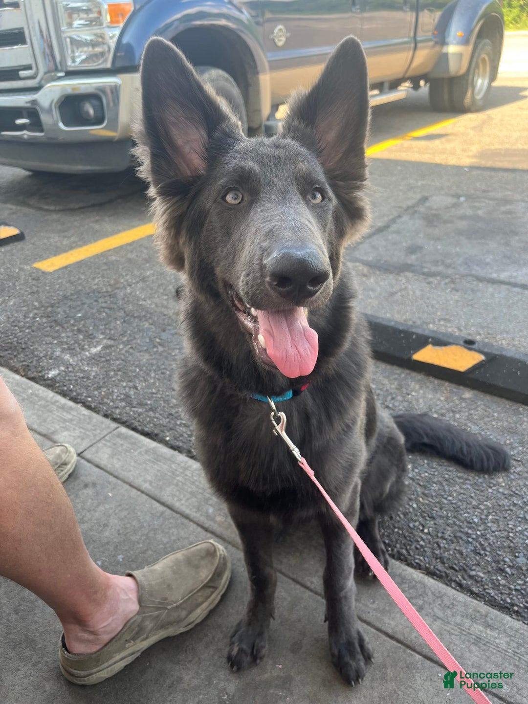 German Shepherd dogs for sale: Pink - Image 5