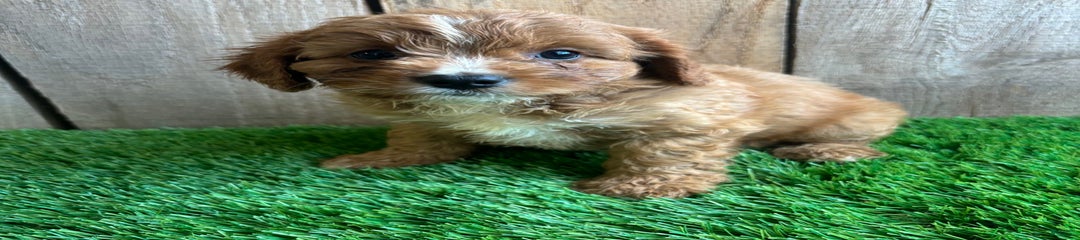 Sadie