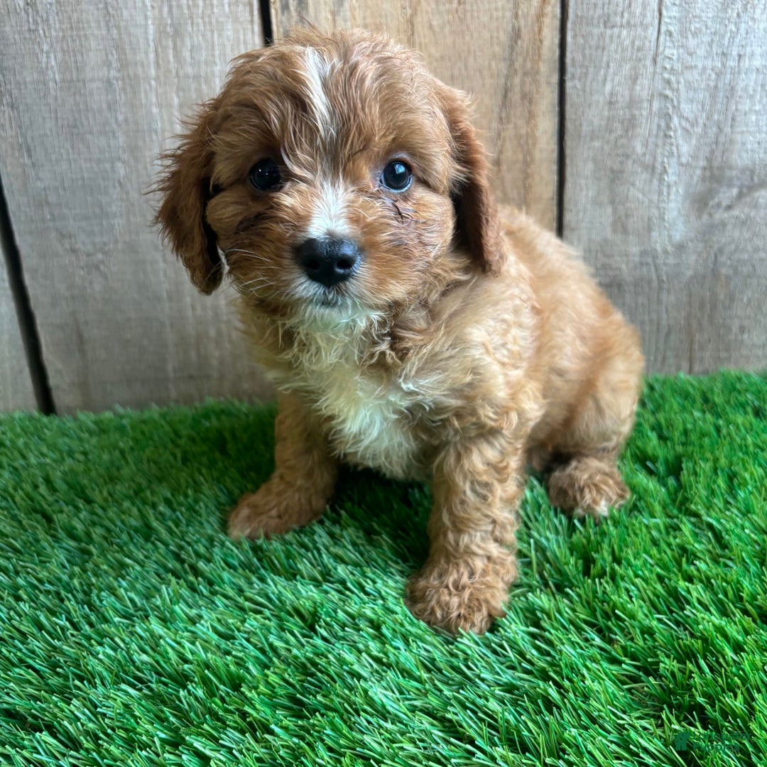 Cavapoo dogs for sale: Sadie - Image 1