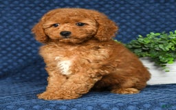 Cockapoo dogs for sale: Daisy - Image 3