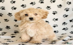Cavapoo dogs for sale: Ace - Image 21