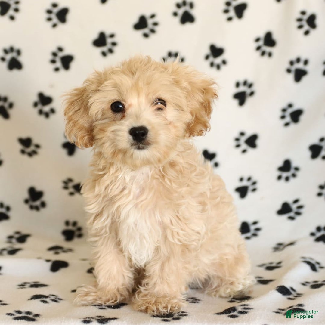 Cavapoo dogs for sale: Ace - Image 21