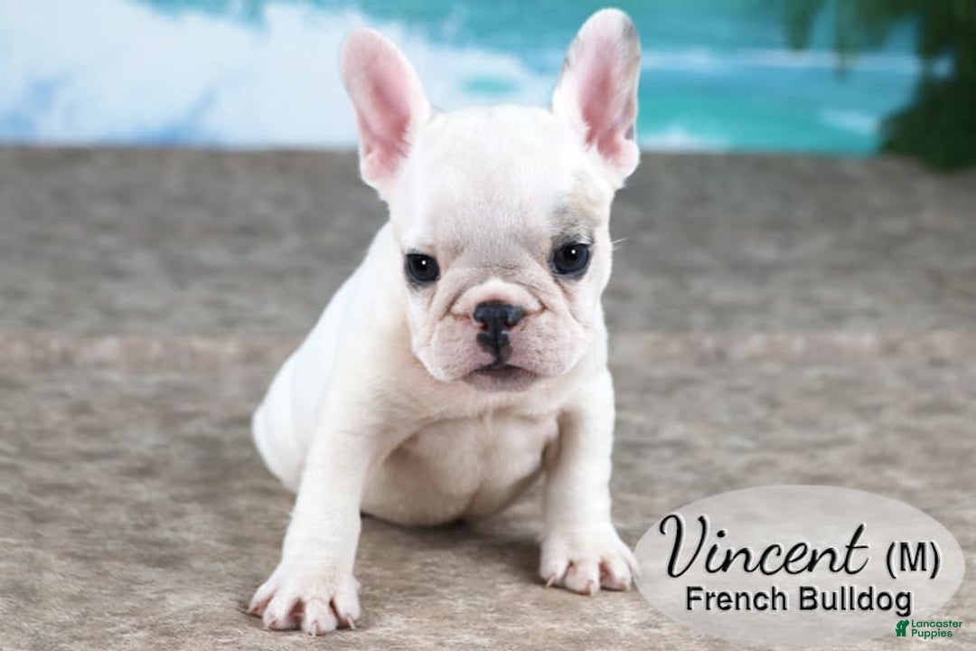 French Bulldog dogs for sale: Vincent - Image 1