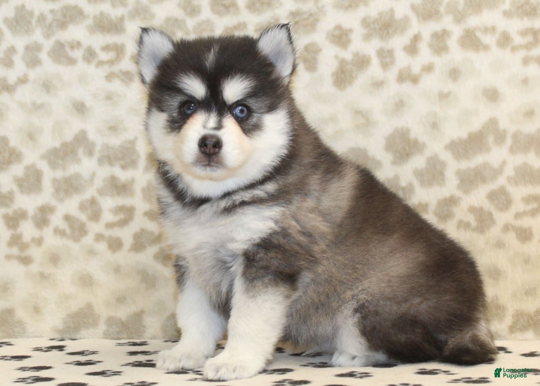 Pomsky dogs for sale: Chip - Image 1