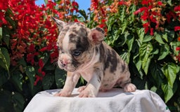 Frenchton dogs for sale: Namor - Image 2