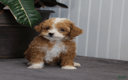 Toy Poodle dogs for sale: Tiny Duke - Image 6