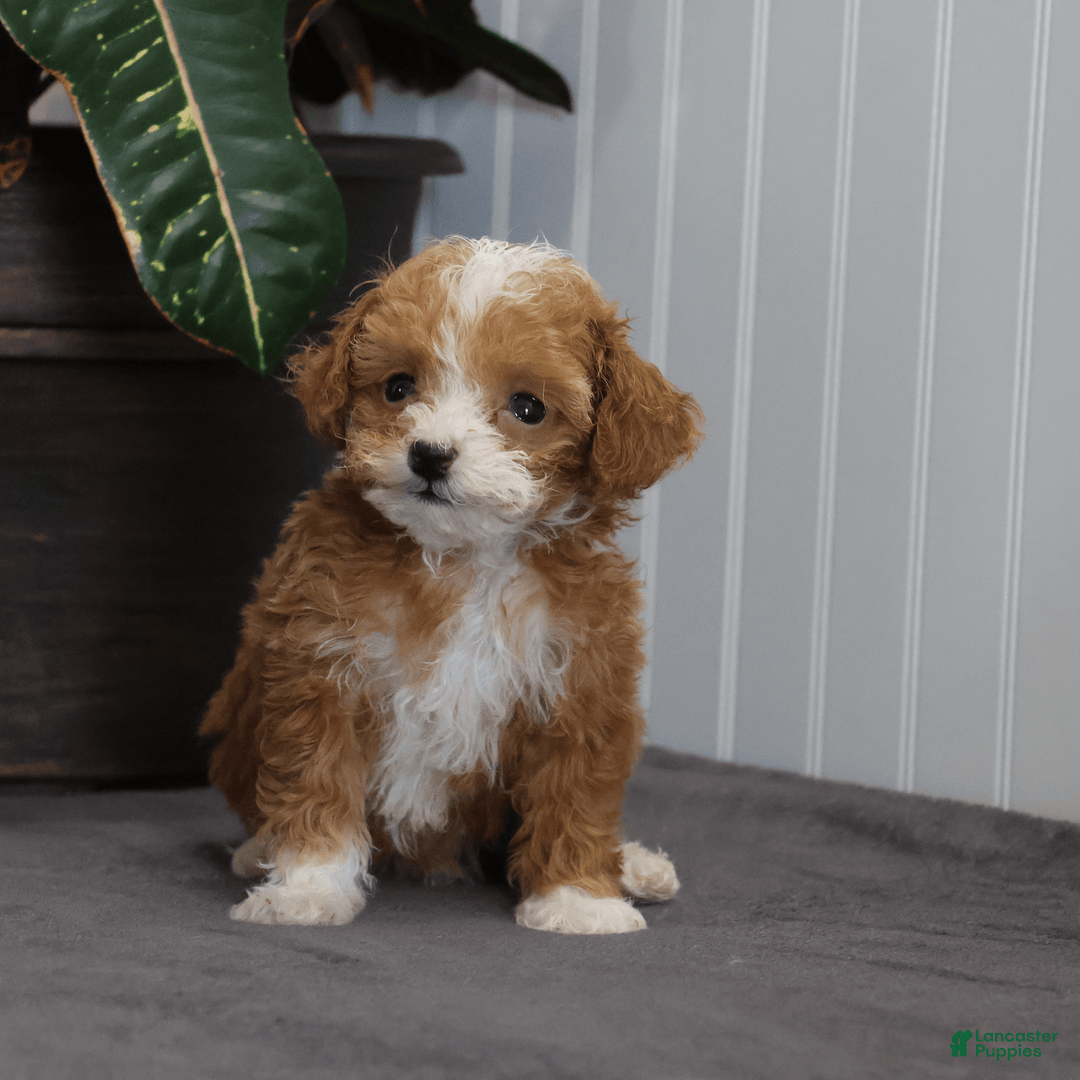Toy Poodle dogs for sale: Tiny Duke - Image 6