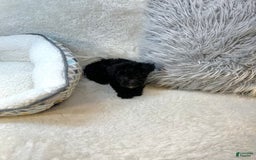 Yorkiepoo dogs for sale: Braxton - Image 9