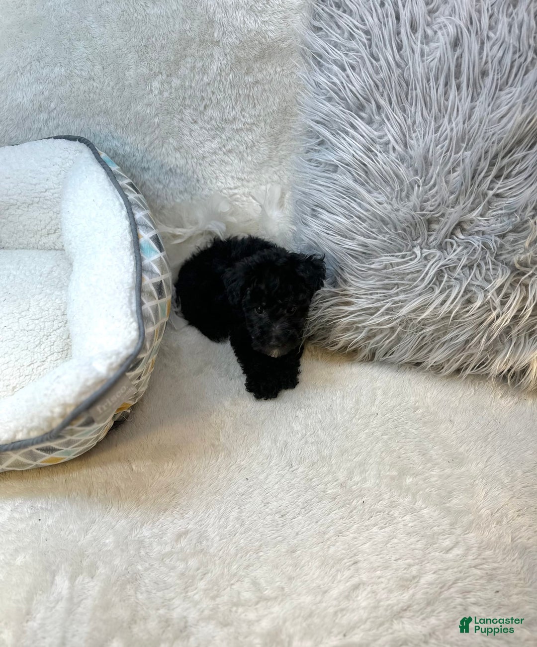Yorkiepoo dogs for sale: Braxton - Image 9