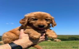 Golden Retriever dogs for sale: Fin - Image 7
