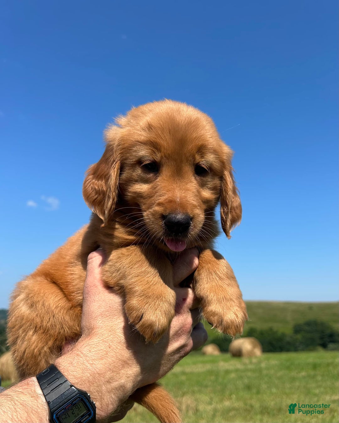Golden Retriever dogs for sale: Fin - Image 7