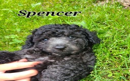 Bichpoo dogs for sale: Spencer - Image 1