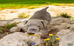 English Bulldog dogs for sale: Velour - Image 13