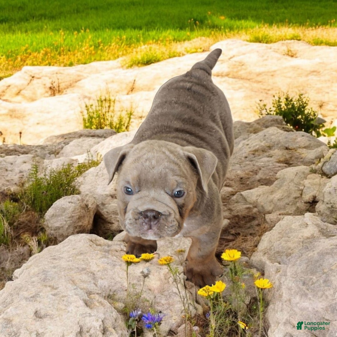 English Bulldog dogs for sale: Velour - Image 13