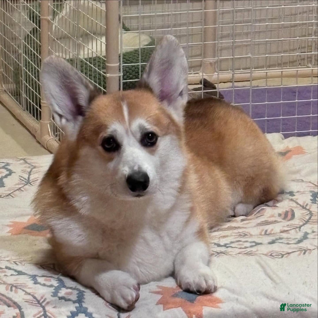 Welsh Corgi Pembroke dogs for sale: Mika - Image 7