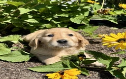 Golden Retriever dogs for sale: Flower - Image 3