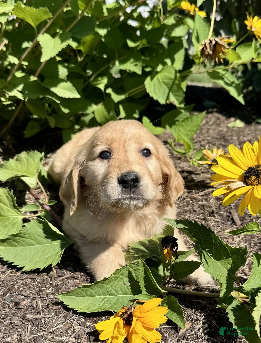 Golden Retriever dogs for sale: Flower - Image 3