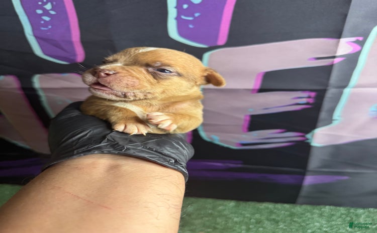 American Bully dogs for sale - Ad 2