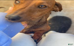 Miniature Dachshund dogs for sale: Twix - Image 4