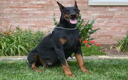 Doberman Pinscher dogs for sale: Stetson - Image 8