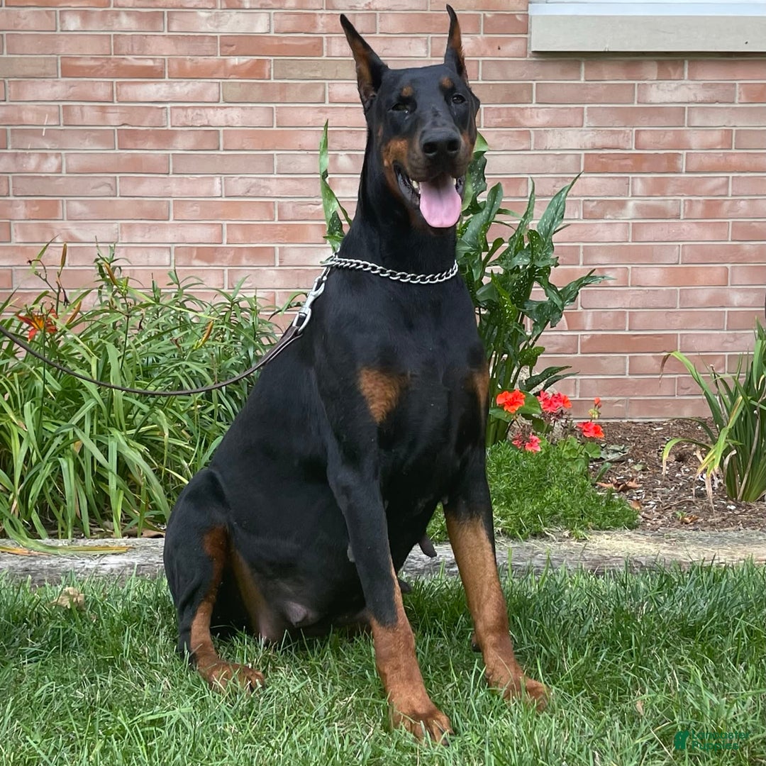 Doberman Pinscher dogs for sale: Stetson - Image 8