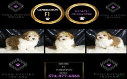 Yorkiepoo dogs for sale: Archie - Image 5