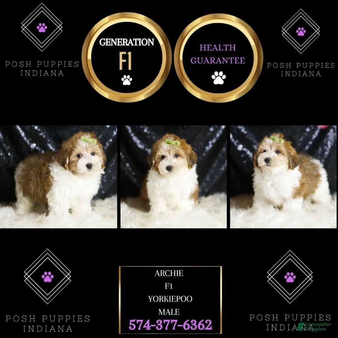 Yorkiepoo dogs for sale: Archie - Image 5