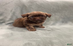 Morkie dogs for sale: Blue - Image 6