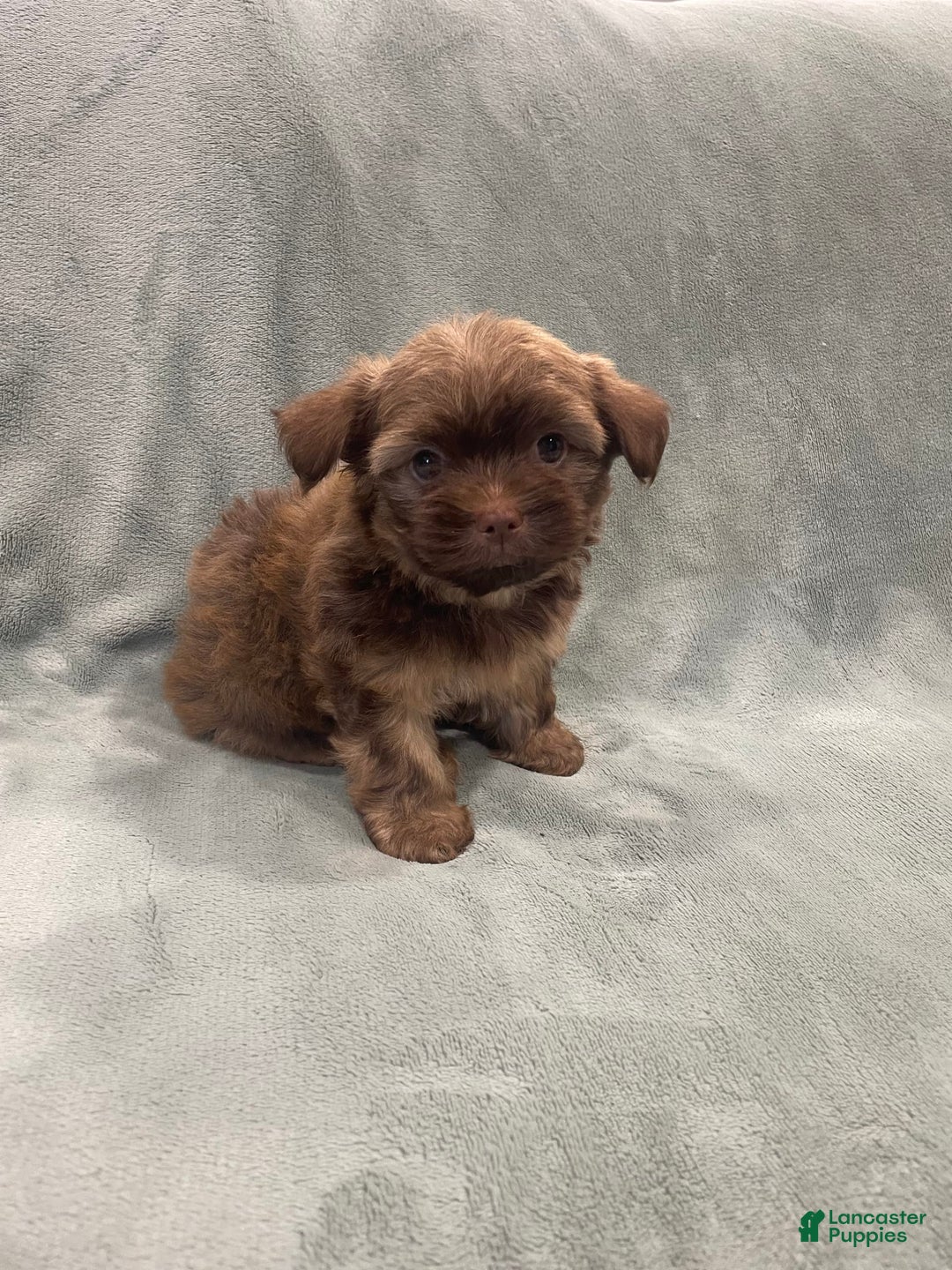 Morkie dogs for sale: Blue - Image 6