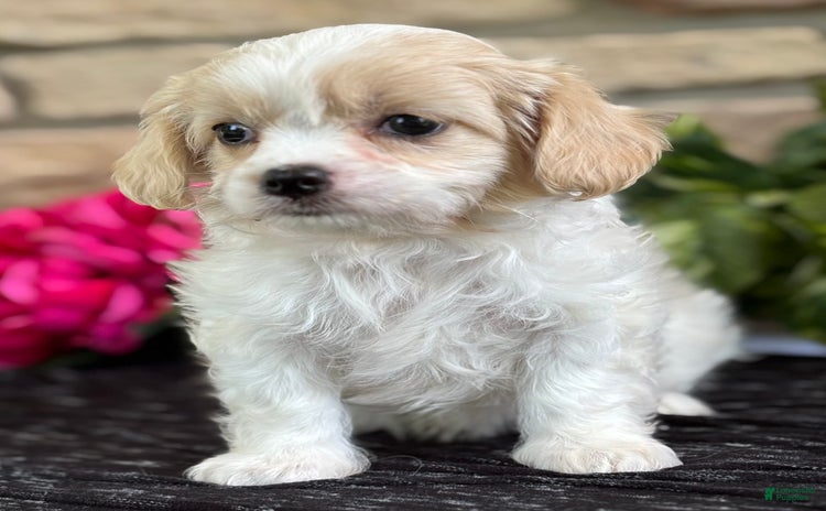Cavalier King Charles Spaniel dogs for sale - Ad 1